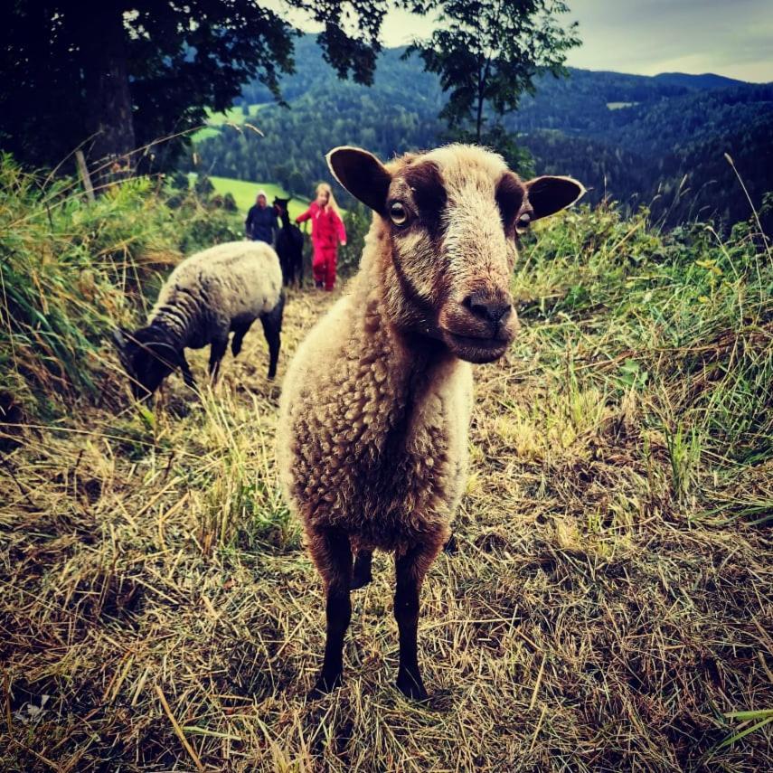 Appartamento Erlebnisbauernhof Gutschi Ranch Kamp Esterno foto