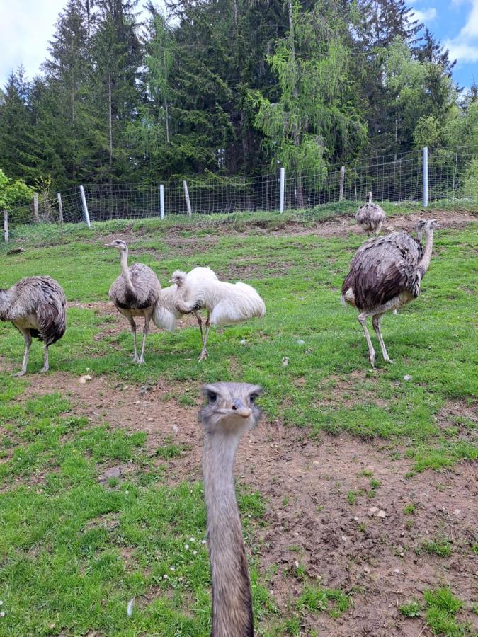 Erlebnisbauernhof Gutschi Ranch Kamp Esterno foto