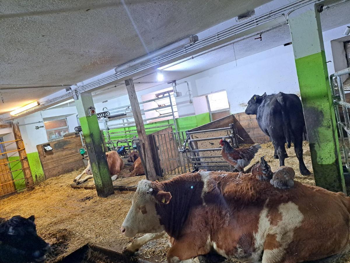 Erlebnisbauernhof Gutschi Ranch Kamp Esterno foto