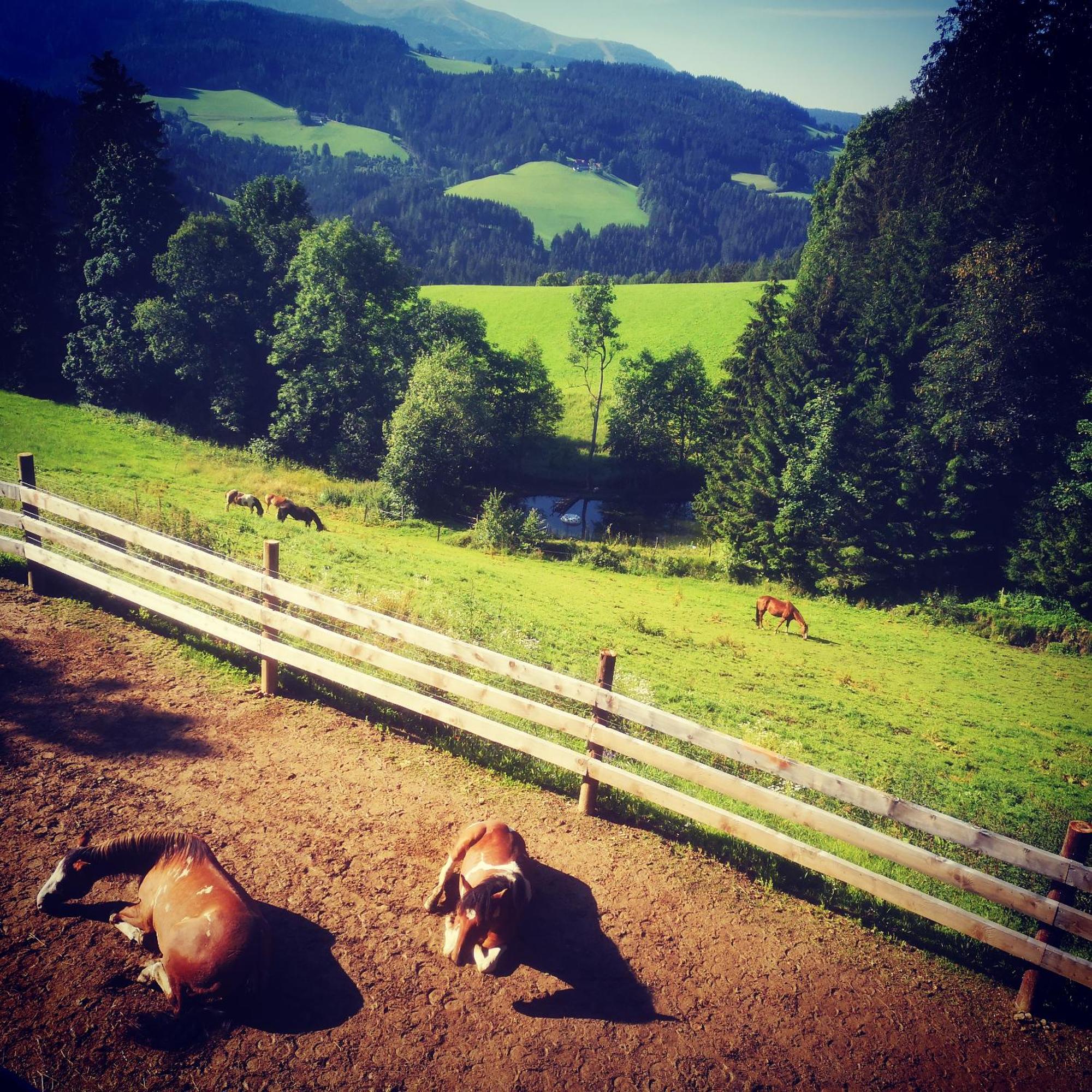 Erlebnisbauernhof Gutschi Ranch Kamp Camera foto